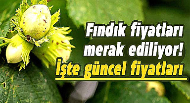 Samsun'da fındık fiyatları ne kadar? İşte 25  Aralık Pazartesi fındık fiyatları
