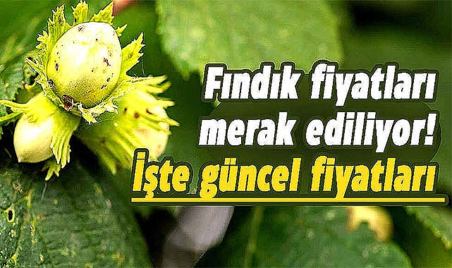 Samsun'da fındık fiyatları ne kadar? İşte 25  Aralık Pazartesi fındık fiyatları