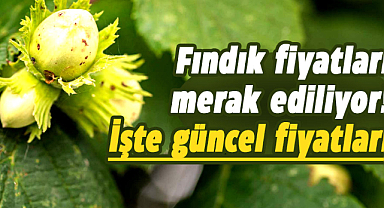 Samsun'da fındık fiyatları ne kadar? İşte 28 Aralık Perşembe fındık fiyatları