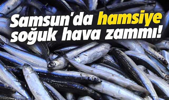 Samsun'da hamsiye soğuk hava zammı!