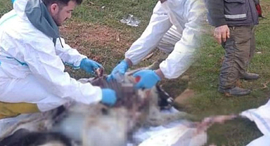 Samsun'da incelendi! Hayvan ölümlerinin sebebi ortaya çıktı