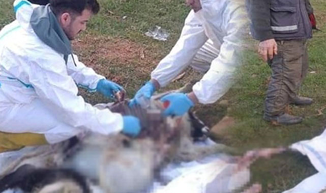 Samsun'da incelendi! Hayvan ölümlerinin sebebi ortaya çıktı