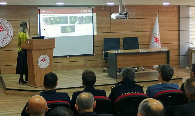 Samsun'da kahverengi kokarca böceğiyle mücadele