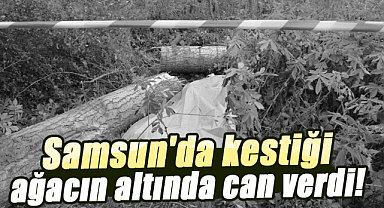 Samsun'da kestiği ağacın altında can verdi!