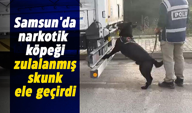 Samsun'da narkotik köpeği zulalanmış skunk ele geçirdi