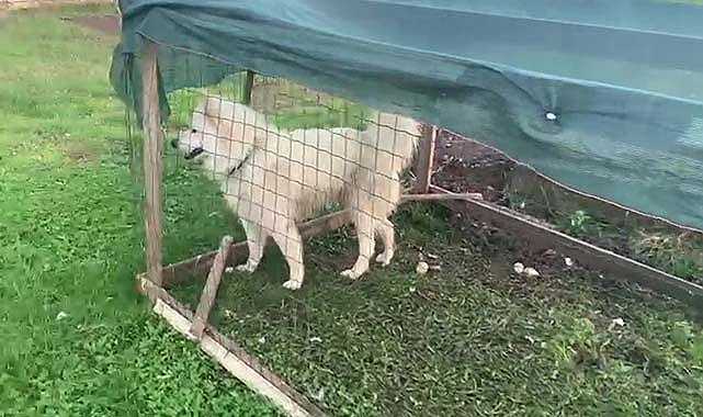 Samsun’da ördekleri boğazlayan köpeğe kafes cezası