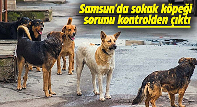 Samsun'da sokak köpeği sorunu kontrolden çıktı