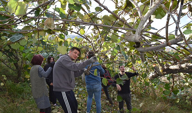 Samsun'da üniversitelilerden kivi hasadı