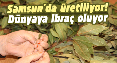 Samsun'da üretiliyor! Dünyaya ihraç oluyor