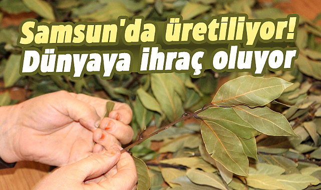 Samsun'da üretiliyor! Dünyaya ihraç oluyor