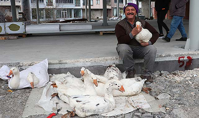 Samsun Havza'da tirit sezonu! Kaz satışları arttı