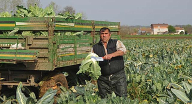 Samsun tarımında karnabahar zirveye çıkıyor