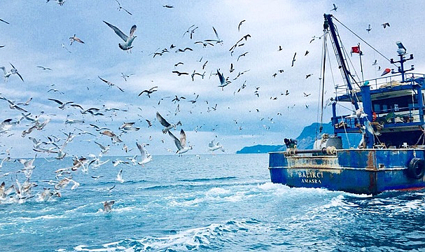 Samsunlu balıkçılar bedava hamsi dağıttı