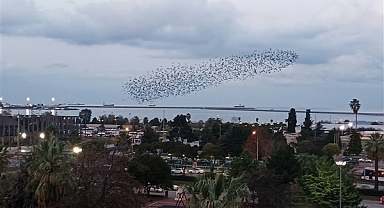 Sığırcıkların gökyüzündeki görsel şöleni
