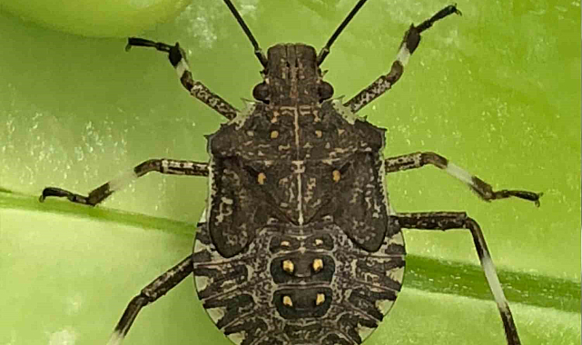 Sinop'ta da kahverengi kokarca görüldü