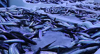 Trabzon'da hamsi bolluğu geride kaldı! Fiyatlar yükseldi