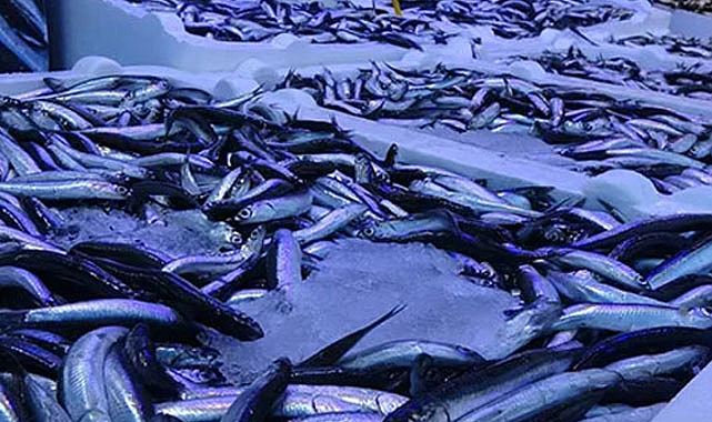 Trabzon'da hamsi bolluğu geride kaldı! Fiyatlar yükseldi