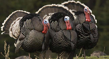 Yılbaşına sayılı günler kala hindiye yüzde 250 zam!