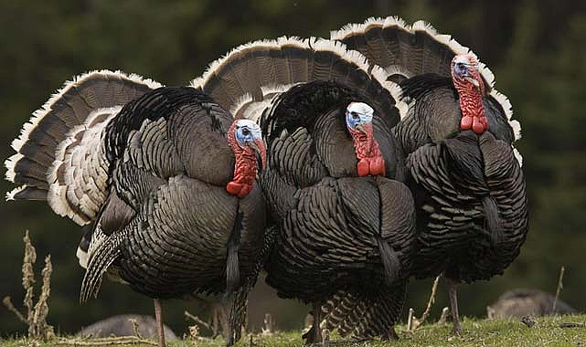 Yılbaşına sayılı günler kala hindiye yüzde 250 zam!