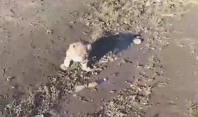 Yol kenarında aslan paniği