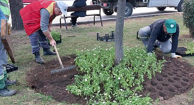 Yüz bin mevsimlik çiçek Samsun'a renk katacak