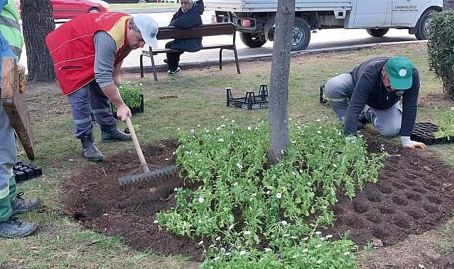 Yüz bin mevsimlik çiçek Samsun'a renk katacak