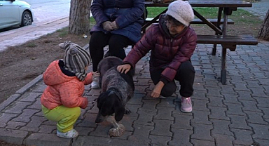 Atakum'da 3 bin 572 yaralı sokak hayvanına müdahale edildi