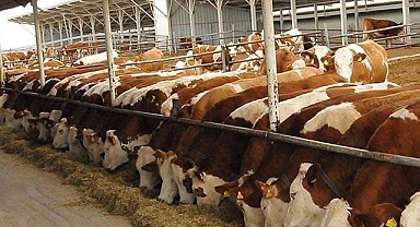 Bakanlık, 2024 yılında büyük çapta sığır ithalatı planlıyor