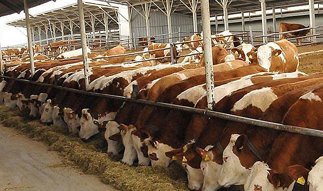 Bakanlık, 2024 yılında büyük çapta sığır ithalatı planlıyor