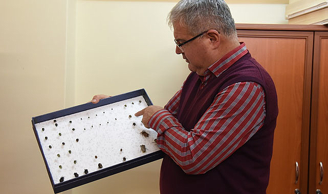 Böcek popülasyonu neden arttı?