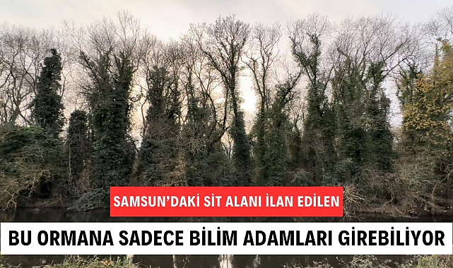 Bu ormana bilim adamı olmayan giremiyor