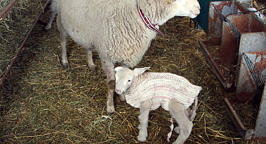 Edirne'de bir besici kuzularını korumak için kazak giydirdi