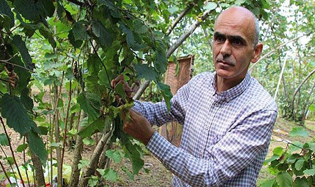 Fındık üreticileri yeni yıla umutsuz giriyor