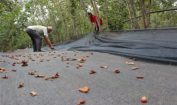 Fındıkta hasat filesi başvuruları başladı