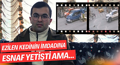 İki aracın ezdiği kedinin yardımına esnaf koştu