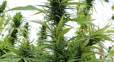 Kenevirin yeşil mucizesi!