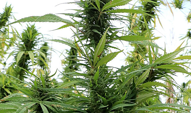 Kenevirin yeşil mucizesi!