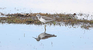 Kızılırmak Deltası'nın benzersiz güzellikleri