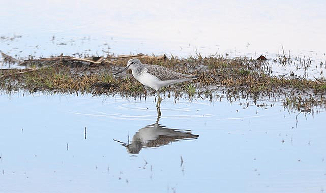 Kızılırmak Deltası'nın benzersiz güzellikleri