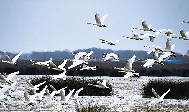 Kuş Cenneti’nin misafiri göçmen kuşlar