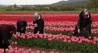 Ladik, Osmanlı'dan gelen lale kültürünü yaşatıyor