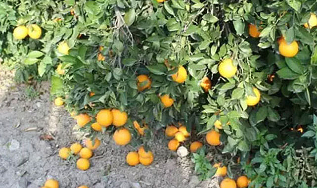 Mandalinada fiyat adaletsizliği