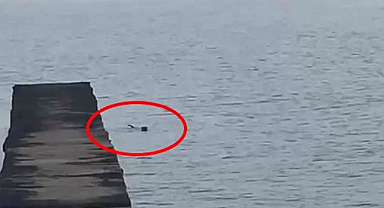 Nadir görülen su samuru, Atakum sahilinde görenleri büyüledi