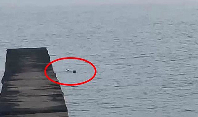 Nadir görülen su samuru, Atakum sahilinde görenleri büyüledi