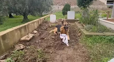 Ölen sahibinin mezarı başından ayrılmıyor