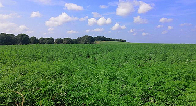 Prof. Dr. Aytaç: Kenevirli ürünlerin karbon ayak izi düşük