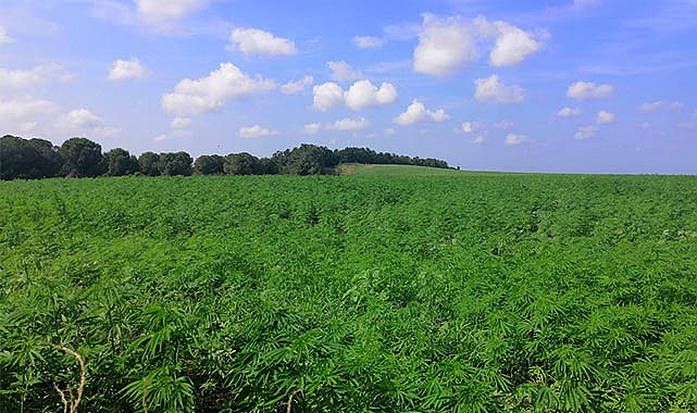 Prof. Dr. Aytaç: Kenevirli ürünlerin karbon ayak izi düşük
