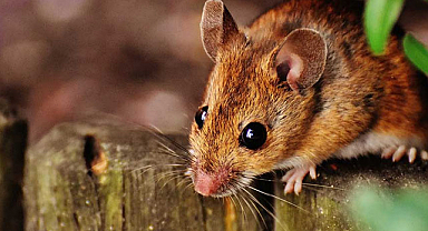 Rüyada fare görmek