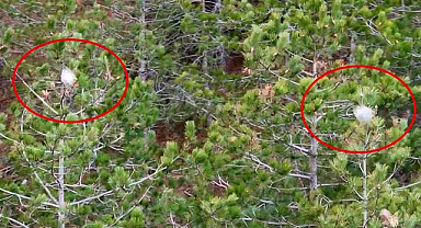 Samsun’da çam ormanları büyük tehdit altında