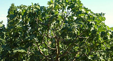 Samsun'da incir ağacından düşen yaşlı adam canından oldu